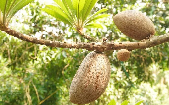 Fruit Sapota