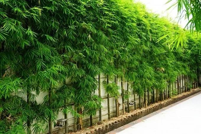 Garden Bamboo