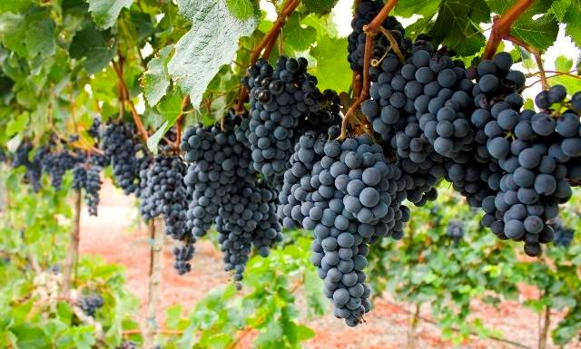 Grapes