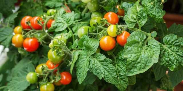 Greenlife Post Tomato Nutrition 1500x750 We