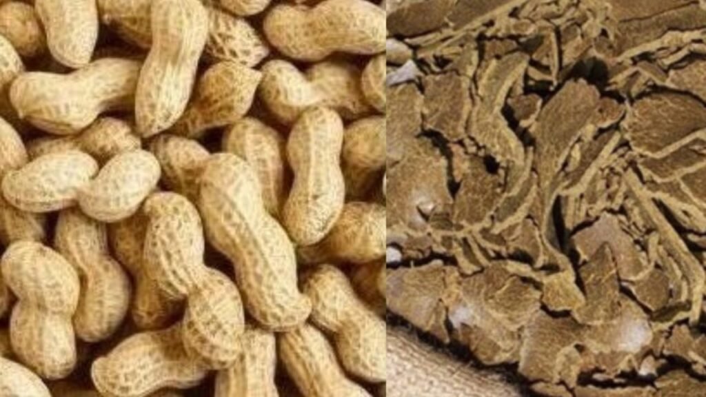 Groundnut20cake20fertilizer 1024x576