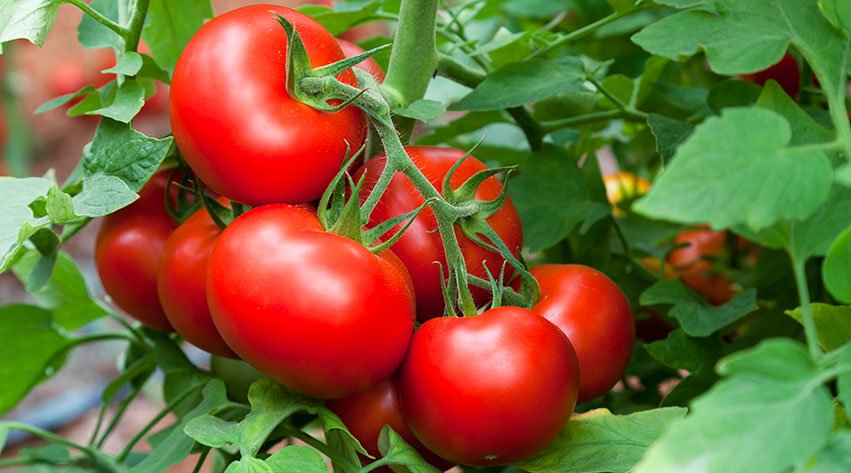 Grow Your Own Tomatoes