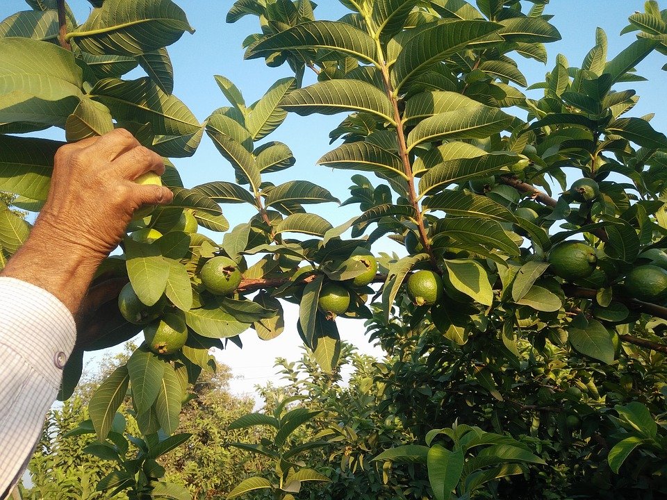Guava 1909849 960 720