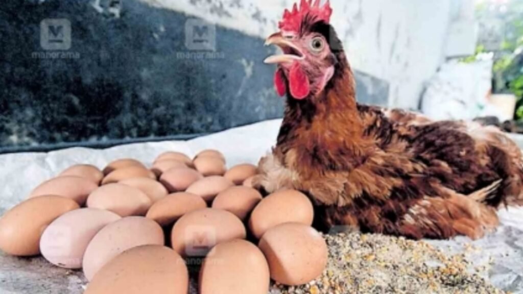 Hen20lays202420eggs20with20in20six20hours20alappuzha 1024x576