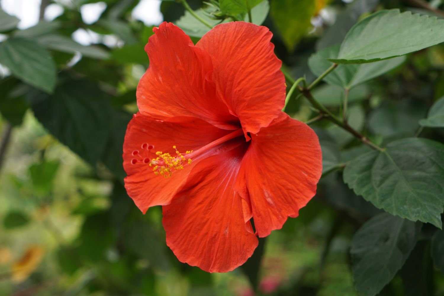 Hibiscus Growing Guide 5192541 Hero 615db48a744245c49517f7f4bef54d18