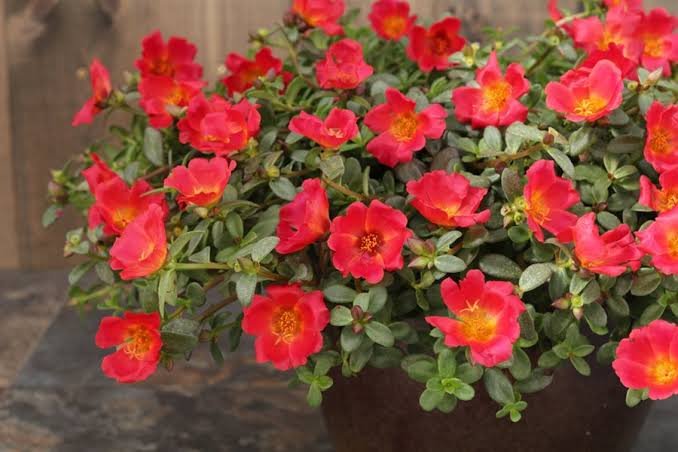 Images2032011