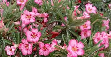 Images204