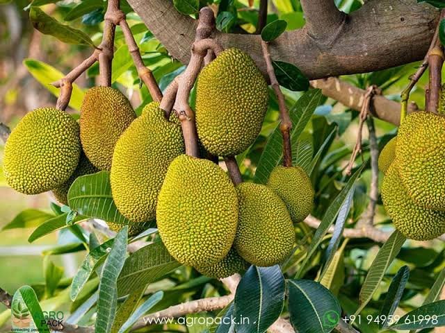 Images2042018