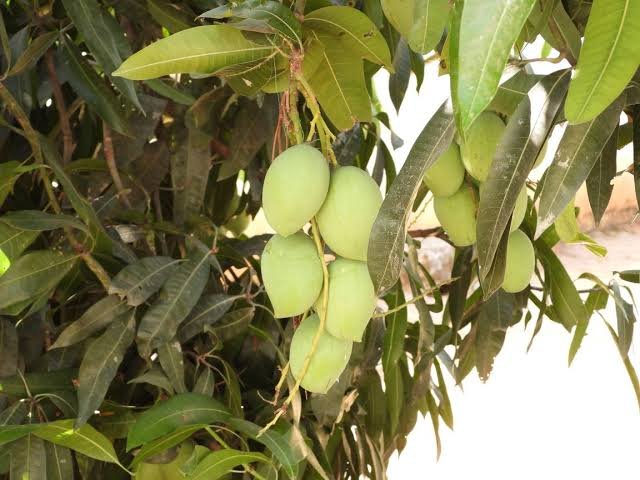Images2042019