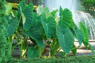 Images205