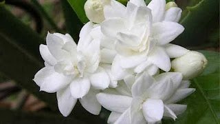 Images207