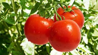 Images208