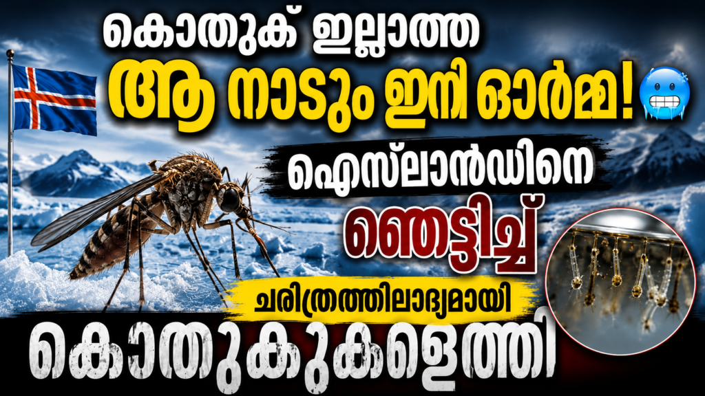 ഐസ്ലാൻഡിലെ മഞ്ഞിലും കൊതുകുകൾ; ആഗോള താപനം വില്ലനാകുമ്പോൾ img 3406