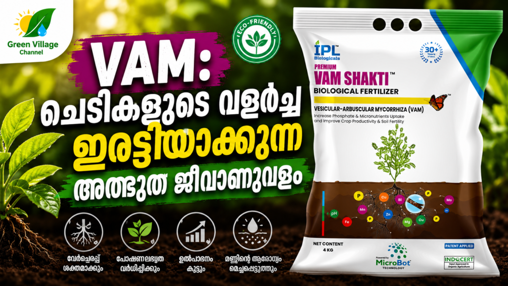 VAM: ചെടികളുടെ വളർച്ച ഇരട്ടിയാക്കുന്ന അത്ഭുത ജീവാണുവളം img 3424