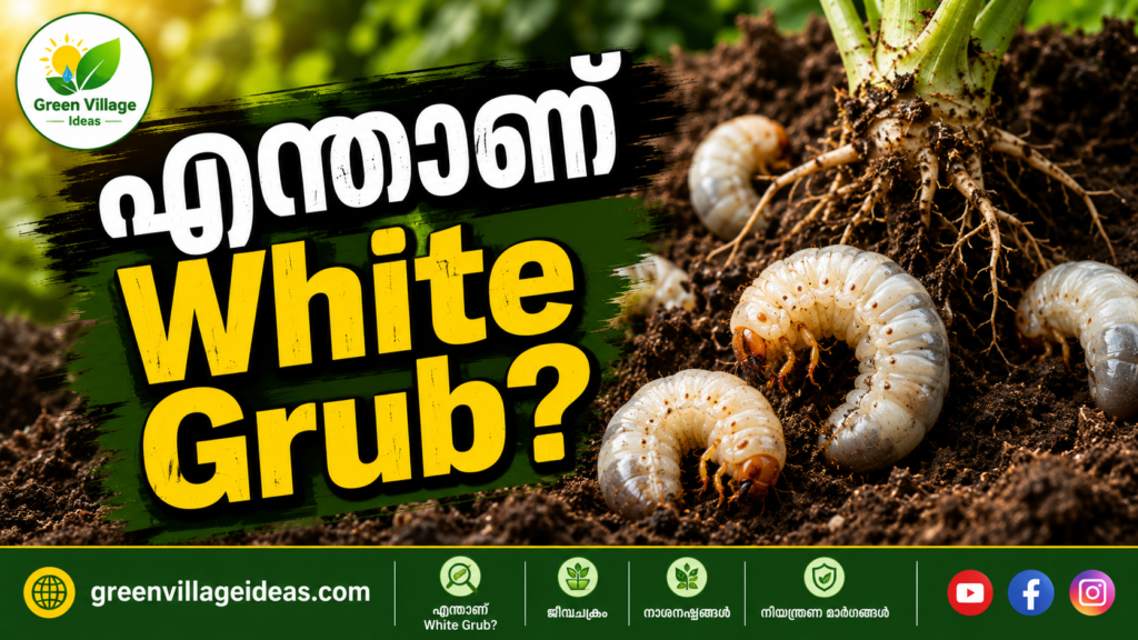 🐛 എന്താണ് White Grub? img 3491