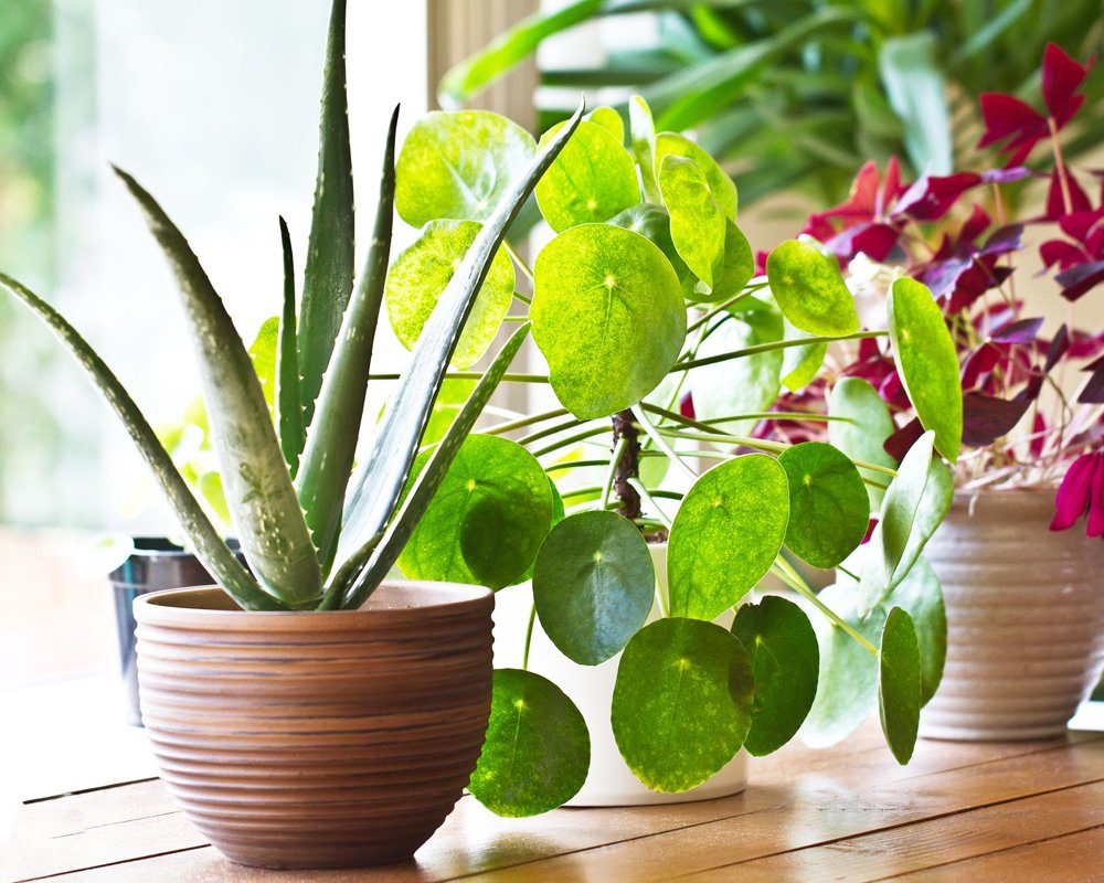 Indoor4