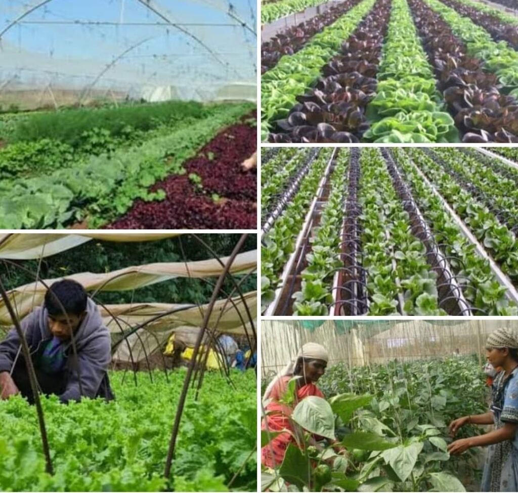 Israel20agriculture20technology 1024x974
