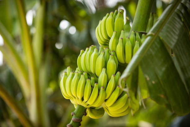 Istockphoto 922094380 612x612 1
