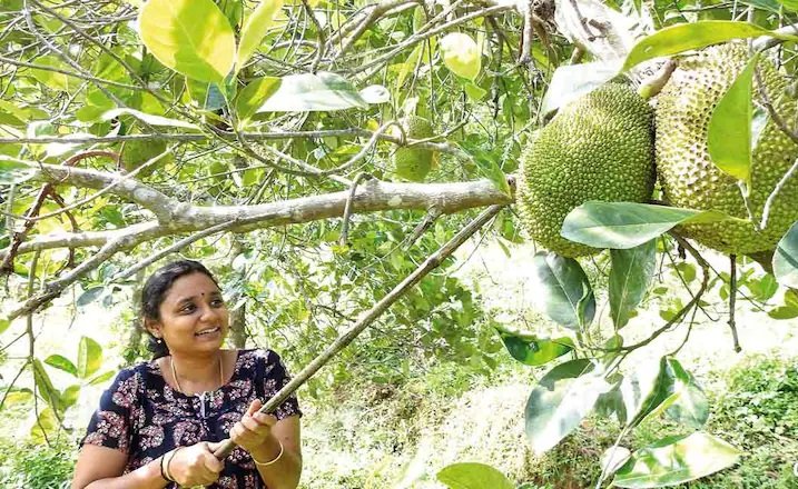 Jack Fruit 1