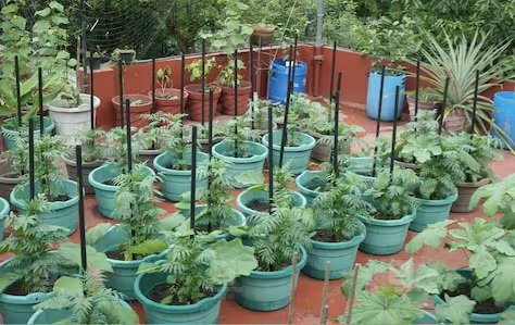 Kitchen Garden