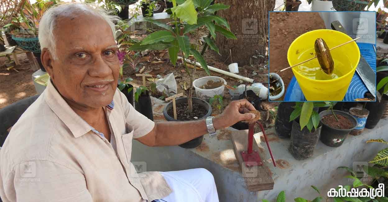 Kunjyangalam Mango 3