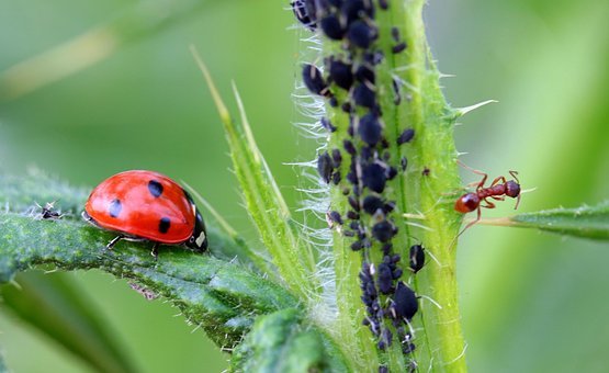 Ladybug 1486479 340