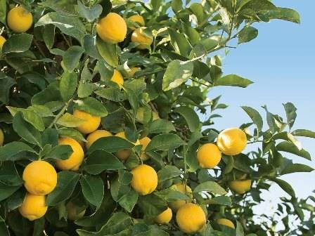 Lemons