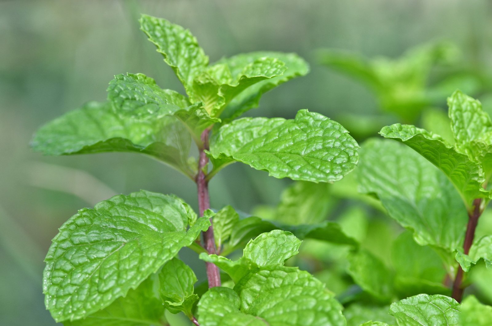 ഹൈഡ്രോപോണിക്സ്: പുതിന (Mint) എങ്ങനെ എളുപ്പത്തിൽ വളർത്താം? ജൈവ കീടനിയന്ത്രണ മാർഗ്ഗങ്ങൾ (ഭാഗം-5) Licensed Image