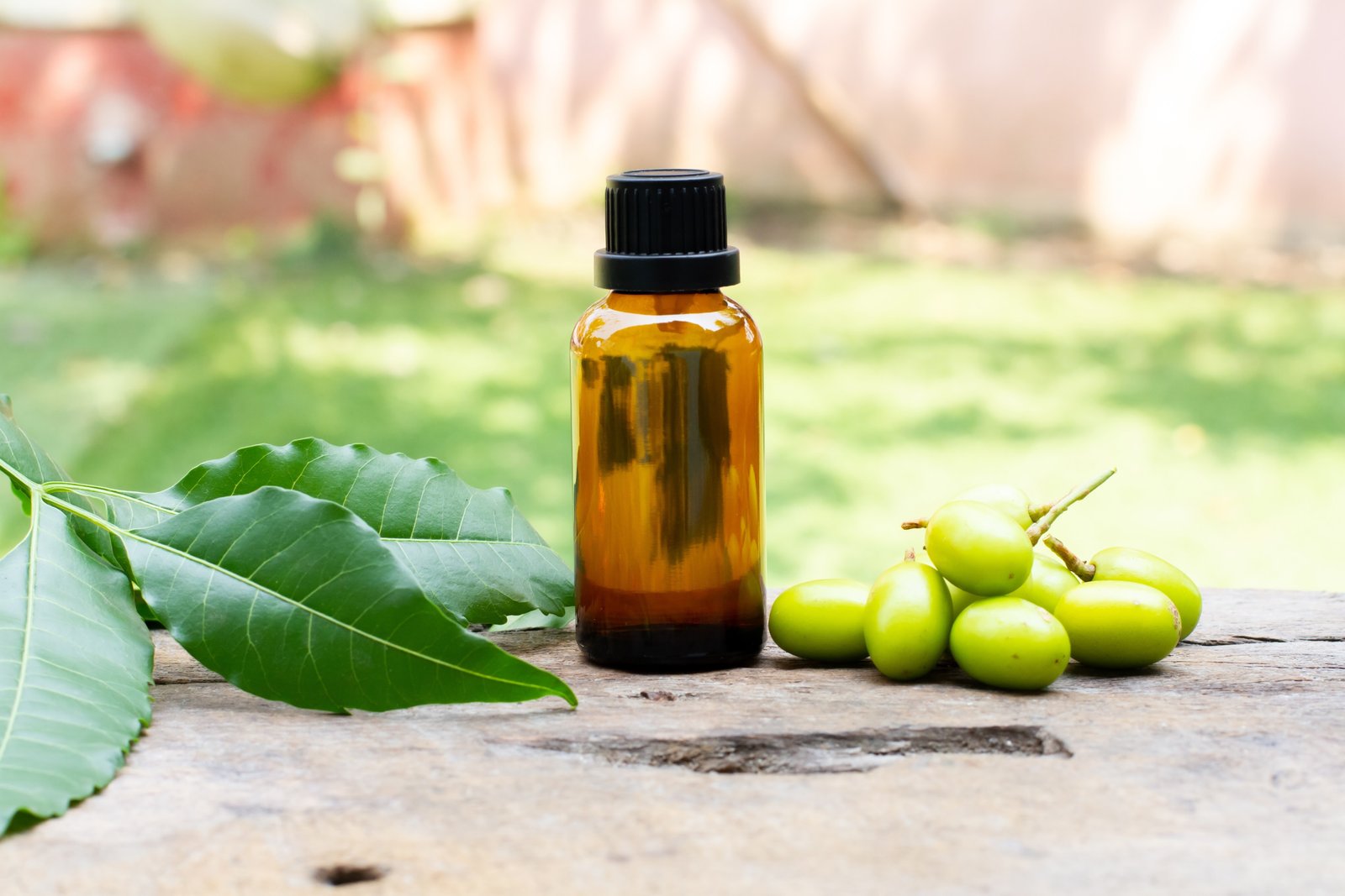 ഹൈഡ്രോപോണിക്സ്: പുതിന (Mint) എങ്ങനെ എളുപ്പത്തിൽ വളർത്താം? ജൈവ കീടനിയന്ത്രണ മാർഗ്ഗങ്ങൾ (ഭാഗം-5) Licensed Image201