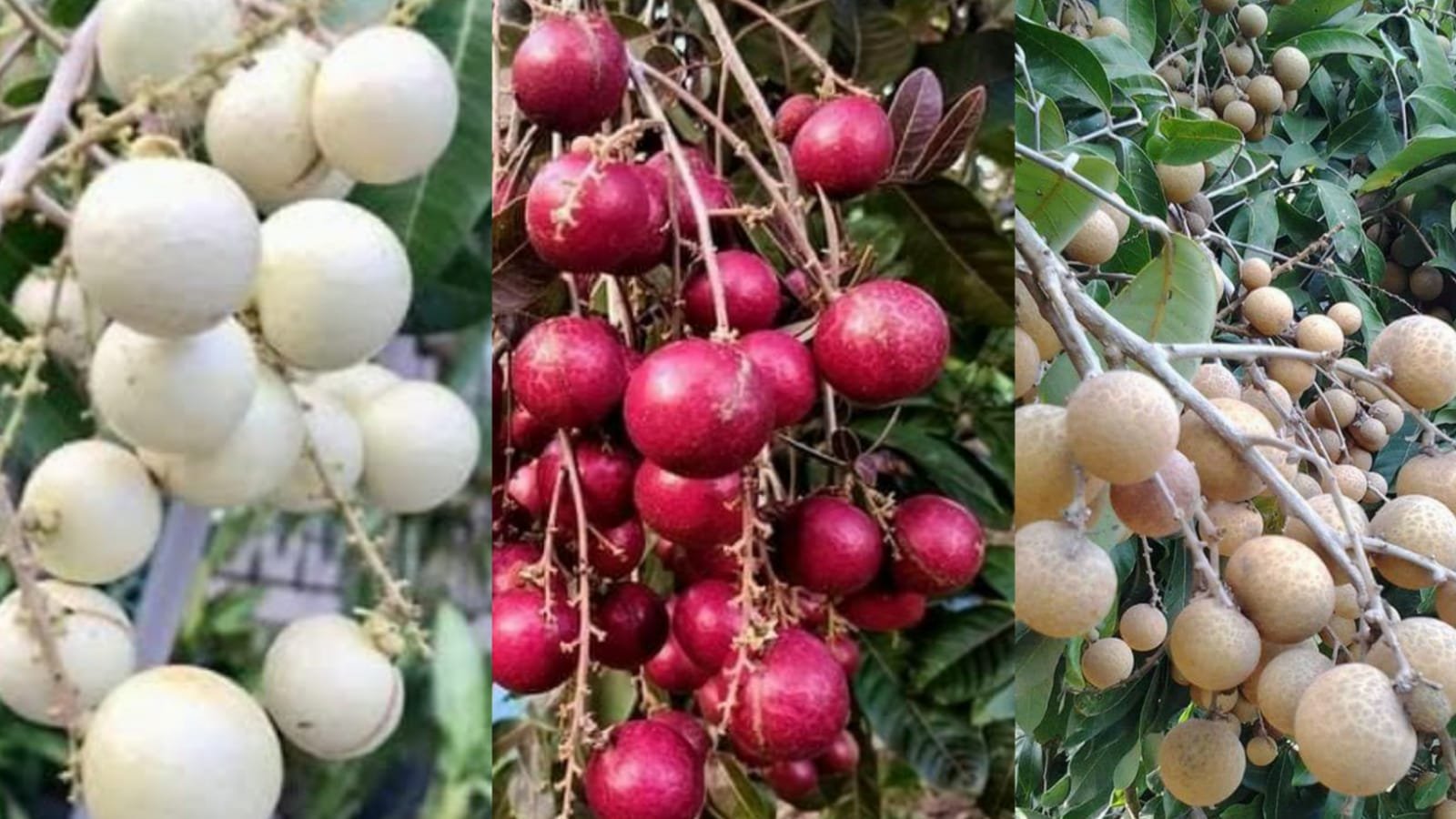 longan