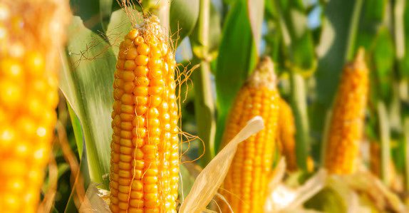 Maize