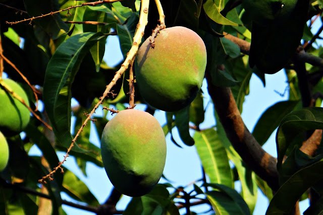 Mango 321070 960 720