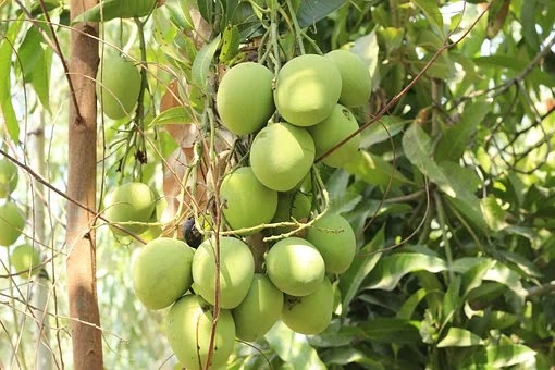 Mango 4959201 340