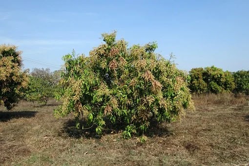 Mango Tree 253192 340