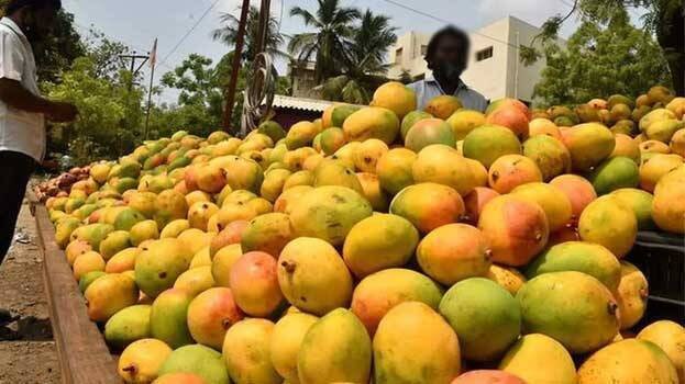 Mangoes.1.2726956