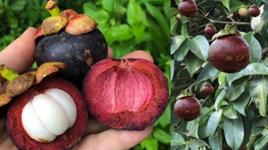 mangosteen plant