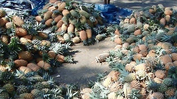 Metrovaartha 2024 04 14adf392 2241 4d8f B25e A9aa3176641c Pineapple 1