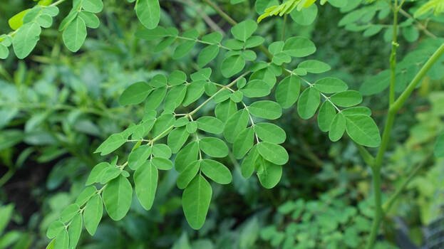 Moringa Leaves.1.1923903