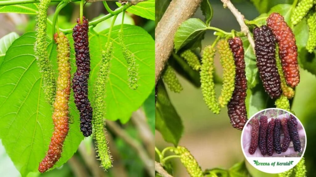 Mulberry 1024x576