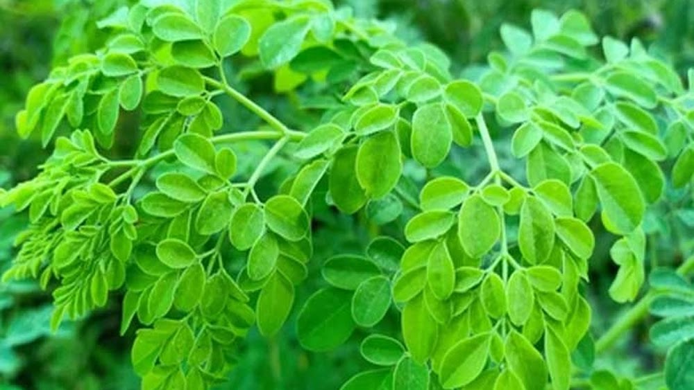 Muringa D