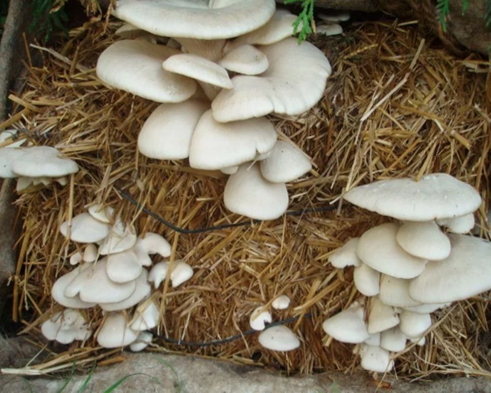 Mushroom
