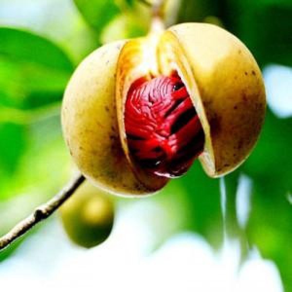 Nutmeg 3 600x600 1