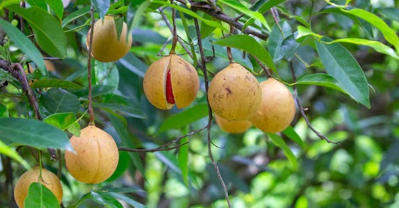 Nutmeg