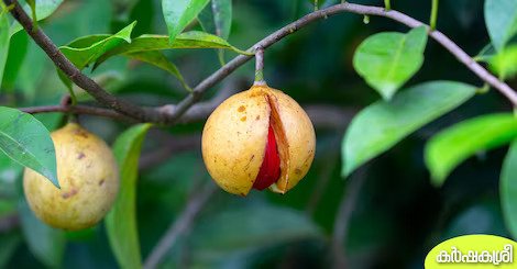 Nutmeg201