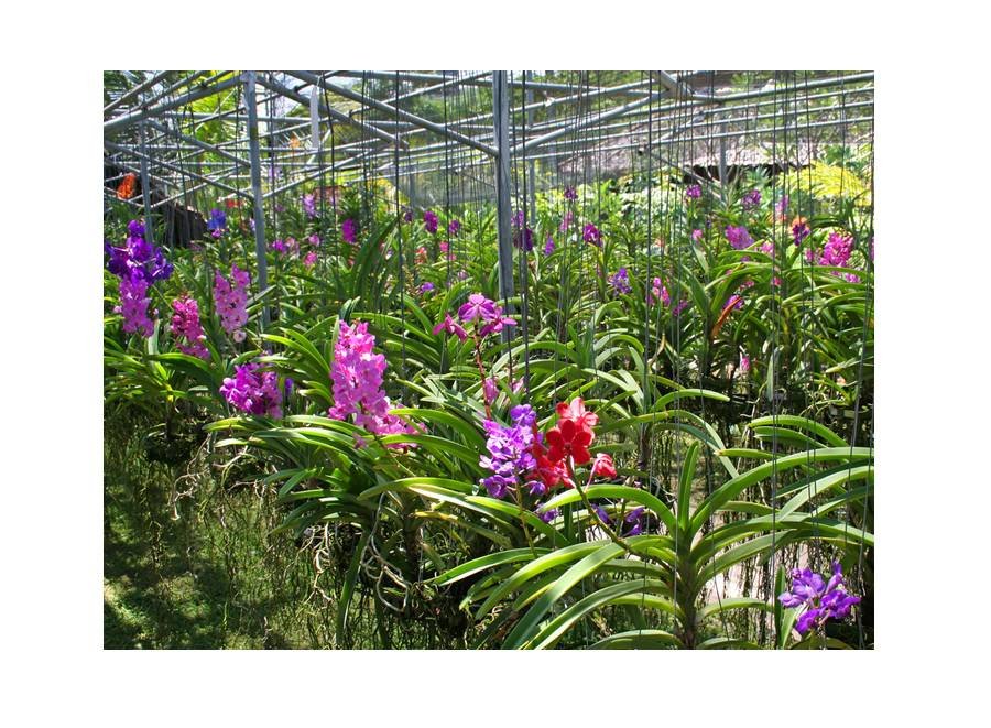 Orchid