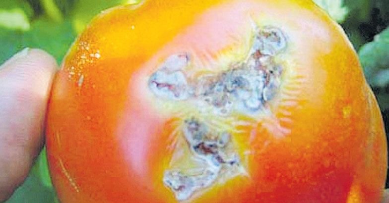 Pest Of Tomato Tuta Absoluta3jpgimage784410