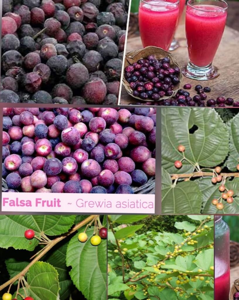 Phalsa20fruit 816x1024