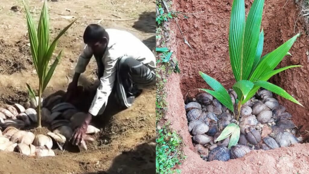 Plant20coconut20seedlings 1024x576