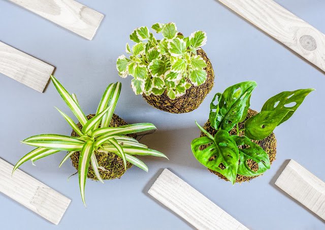 Plants 5674763 960 720