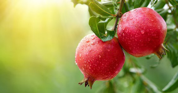 Pomegranate